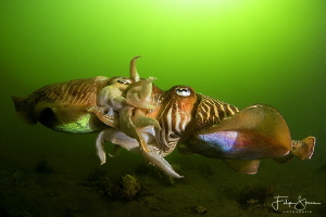 Mating cuttlefish, Zeeland, The Netherlands. by Filip Staes 
